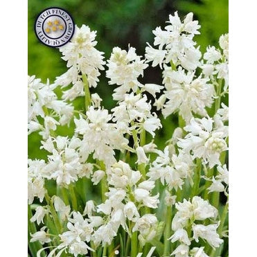 Spansk klokkehyasint-Hyacinthoides hispanica White 10-pakning